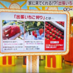 農業×福祉《茨木市》いちご農園ミライバナTVで紹介されました。